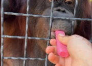 Petinju Rusia Dikecam Setelah Terekam Vaping Bersama Orangutan Langka di Krimea