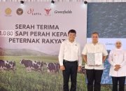 JAPFA dan Greenfields Perkuat Industri Susu Lokal dengan Distribusikan 1.000 Sapi Perah Bunting ke Peternak Rakyat