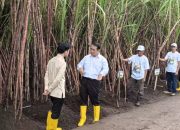 Danantara Investasikan Rp1,5 Triliun Untuk Pembelian Gula Pasir Petani yang Belum Laku di Gudang Pabrik Gula