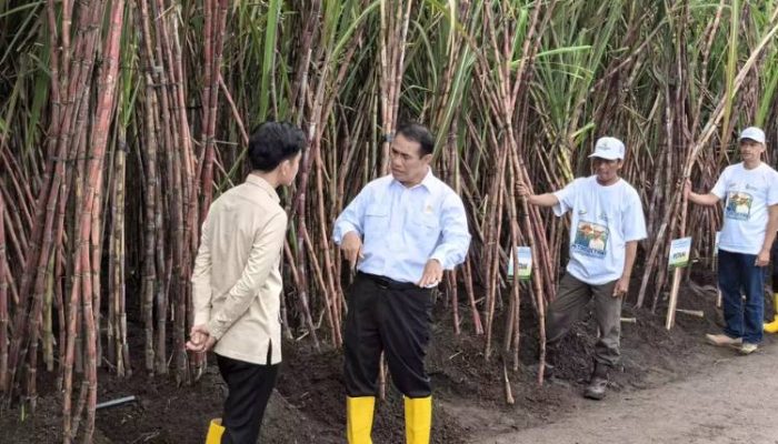 Danantara Investasikan Rp1,5 Triliun Untuk Pembelian Gula Pasir Petani yang Belum Laku di Gudang Pabrik Gula