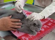 Disnakkan Bondowoso Siapkan 117 Dosis Vaksin Rabies untuk 2025, Vaksinasi Dilakukan di Setiap Puskeswan