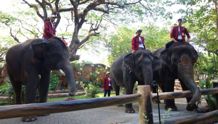 Pemkot Surabaya Jamin Seleksi Dirut KBS Berlangsung Objektif dan Transparan