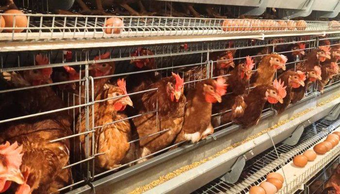 Ekspor Unggas Indonesia Tembus Rp18,2 Miliar, Pasar Global Kian Terbuka