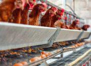 Kementan Perkuat Langkah Stabilisasi Harga Ayam Bersama Industri Perunggasan