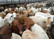 Kejar Swasembada Daging 2029, Indonesia Buru Sapi Indukan dari Brasil