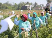 SIMODIS® Resmi Diluncurkan di Jember, Syngenta Perkuat Perlindungan Tanaman Cabai