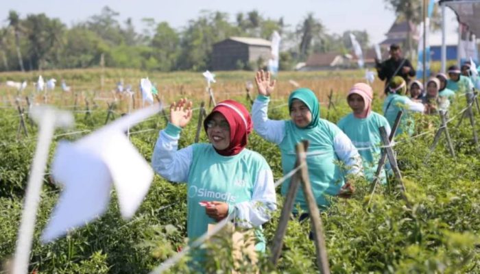 SIMODIS® Resmi Diluncurkan di Jember, Syngenta Perkuat Perlindungan Tanaman Cabai