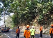 BPBD Jember Pangkas Pohon dan Perbaiki Retakan Jalan Gunung Gumitir
