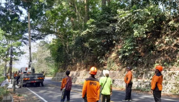 BPBD Jember Pangkas Pohon dan Perbaiki Retakan Jalan Gunung Gumitir